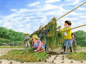 稲刈りをしたら天日で干すためにはざかけをしました。美味しいお米になりますように。