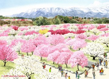 三重県のいなべ市農業公園内の梅林公園では満開の紅梅と白梅が香りも豊かに咲き誇っています