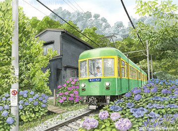 紫陽花の咲く中、裏通りを走る江ノ島電鉄は湘南や鎌倉を象徴する電車